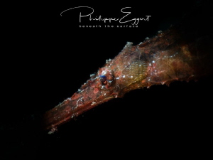 Spot on a ghost (detail of a Robust ghost pipefish, snooted) by Philippe Eggert 